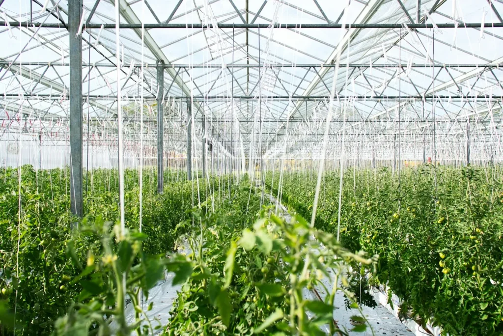Rows of vegetables growing in a greenhouse