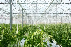 Rows of vegetables growing in a greenhouse
